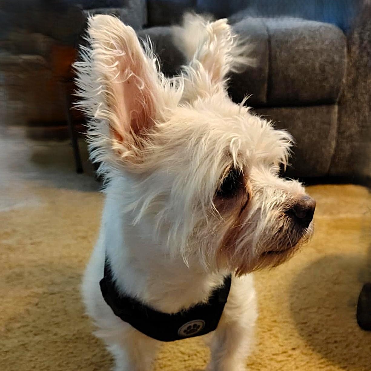 TEDDY, an adopted mixed breed in Burton, MI image 2/5