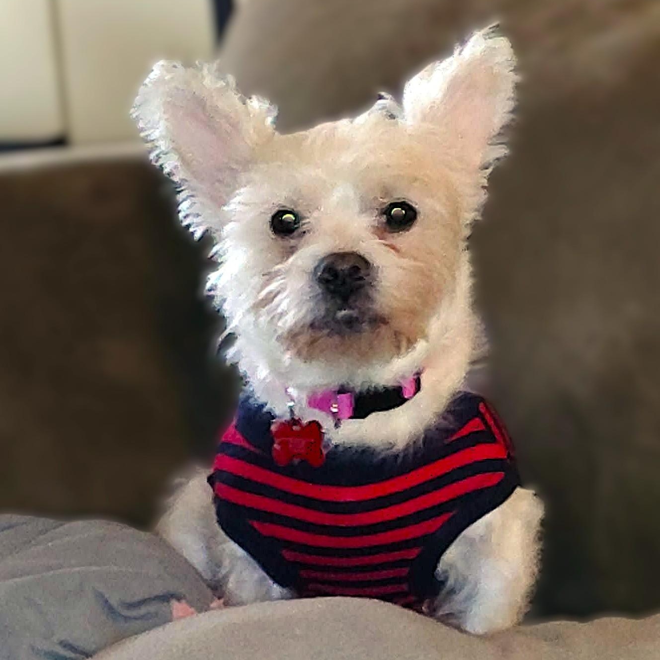 TEDDY, an adopted mixed breed in Burton, MI image 1/5