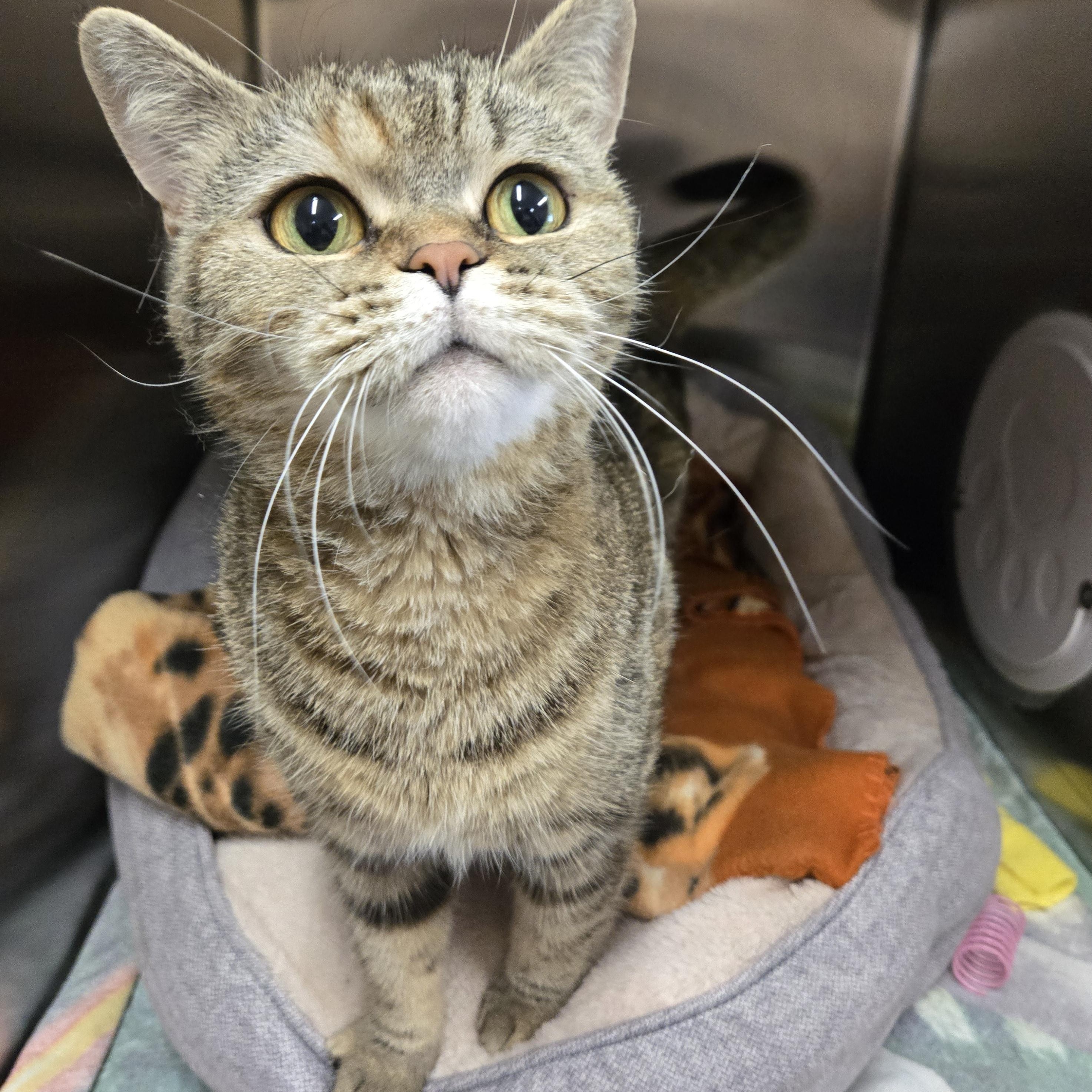 Hayat, an adopted mixed breed in Bowmanville, ON image 2/4
