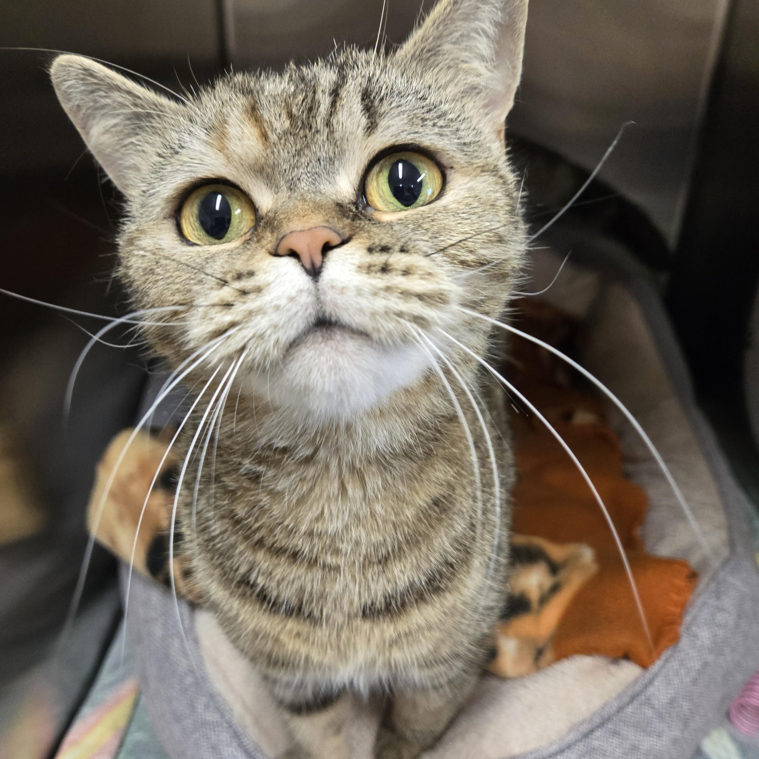 Hayat, an adopted mixed breed in Bowmanville, ON image 1/4