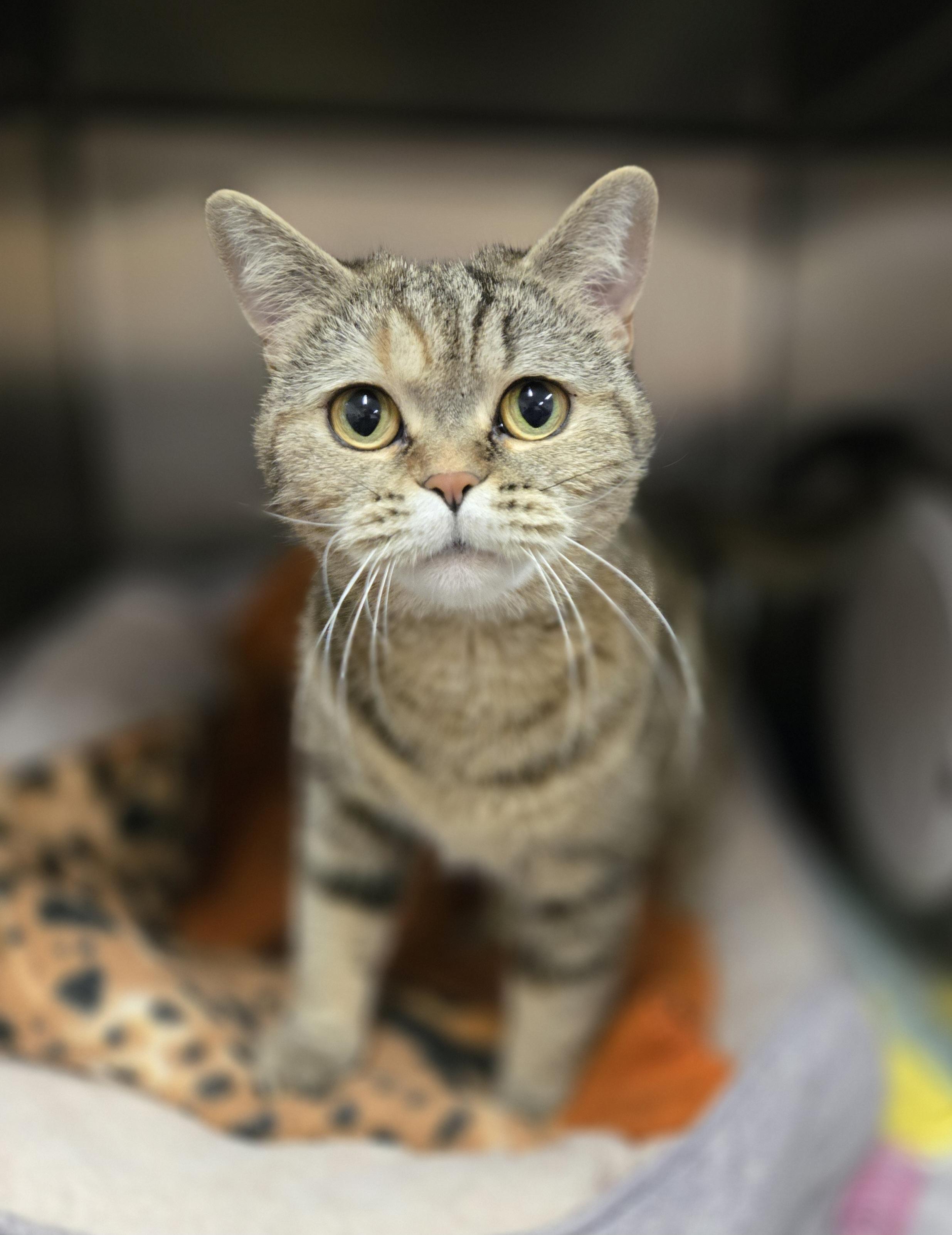Hayat, an adopted mixed breed in Bowmanville, ON image 4/4