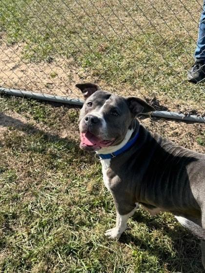 Trolli, Adoptable, Adult Female Pit Bull Terrier & Staffordshire Bull Terrier.