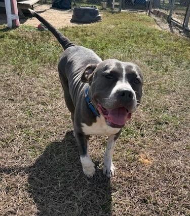 Trolli, a Adoptable mixed breed in Inverness, FL image 2/2