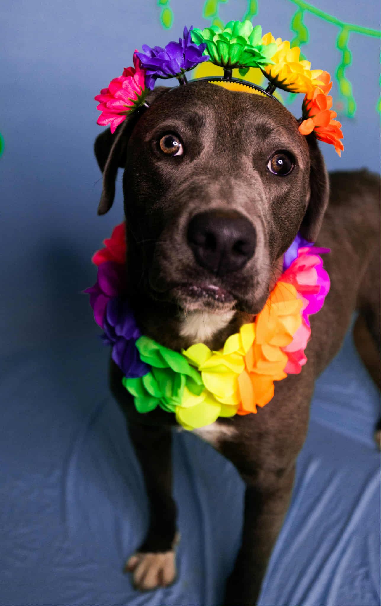 Enlarge Silvi, an adopted mixed breed in Manhasset, NY image 5/5