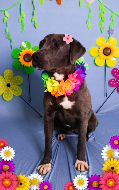 Enlarge Silvi, an adopted mixed breed in Manhasset, NY image 1/5
