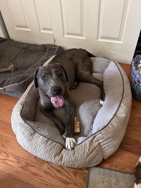 Enlarge Silvi, an adopted mixed breed in Manhasset, NY image 3/5