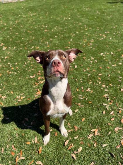 Kiwi - 2, Adoptable, Young Female Mixed Breed & Mixed Breed.