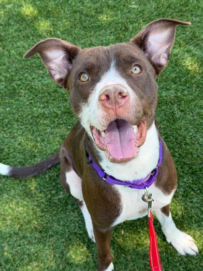 Enlarge Kiwi - 2, a Adoptable mixed breed in Daytona Beach, FL image 2/2