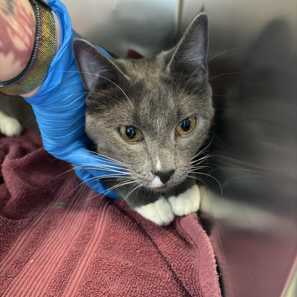 Enlarge Smoke, a Adoptable Domestic Short Hair in Council Bluffs, IA image 1/4