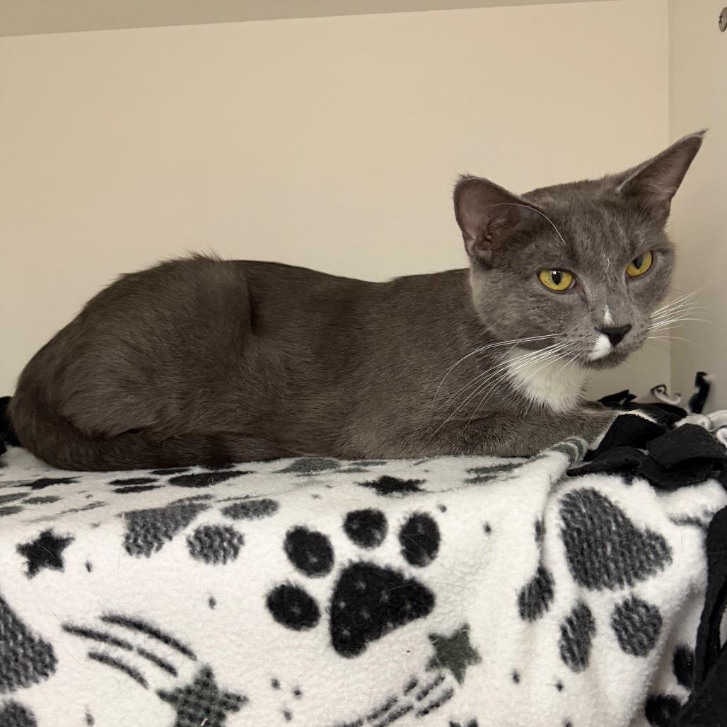 Enlarge Smoke, a Adoptable Domestic Short Hair in Council Bluffs, IA image 2/4
