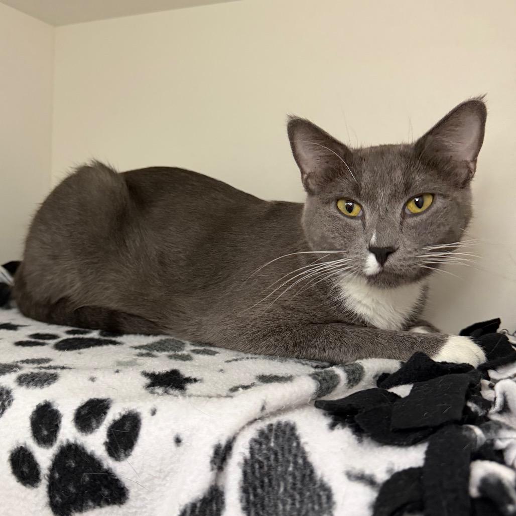 Enlarge Smoke, a Adoptable Domestic Short Hair in Council Bluffs, IA image 3/4