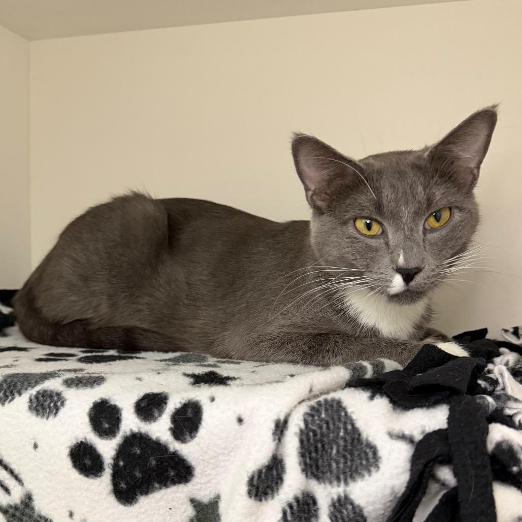 Enlarge Smoke, a Adoptable Domestic Short Hair in Council Bluffs, IA image 4/4