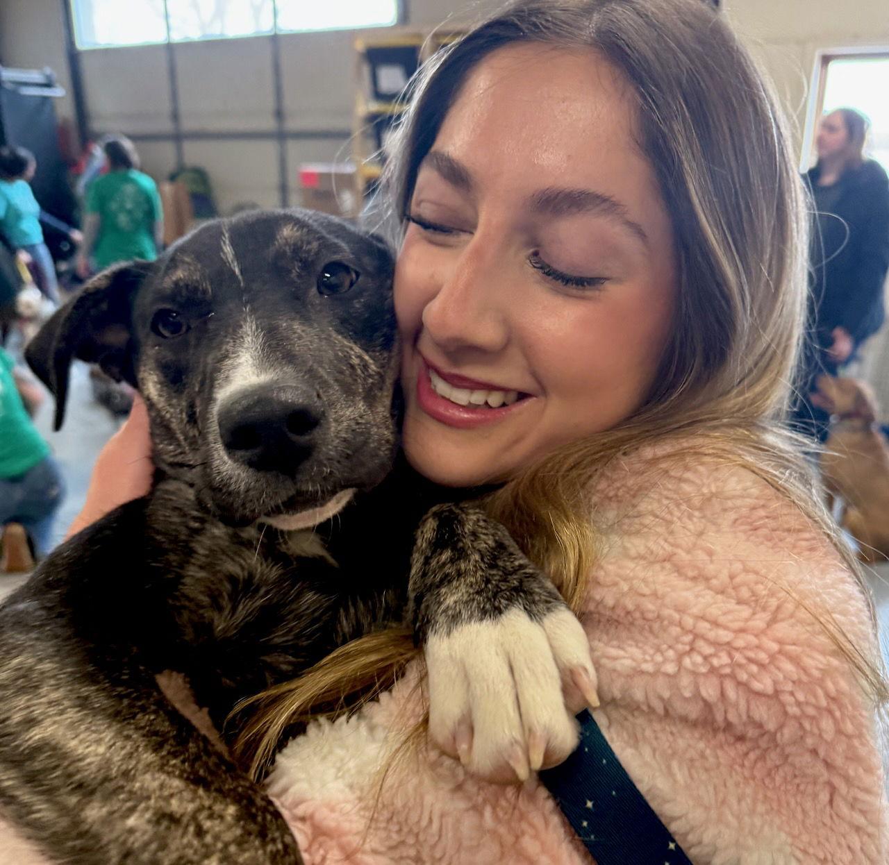 NEELY, Adoptable, Puppy Female Border Collie & Labrador Retriever.
