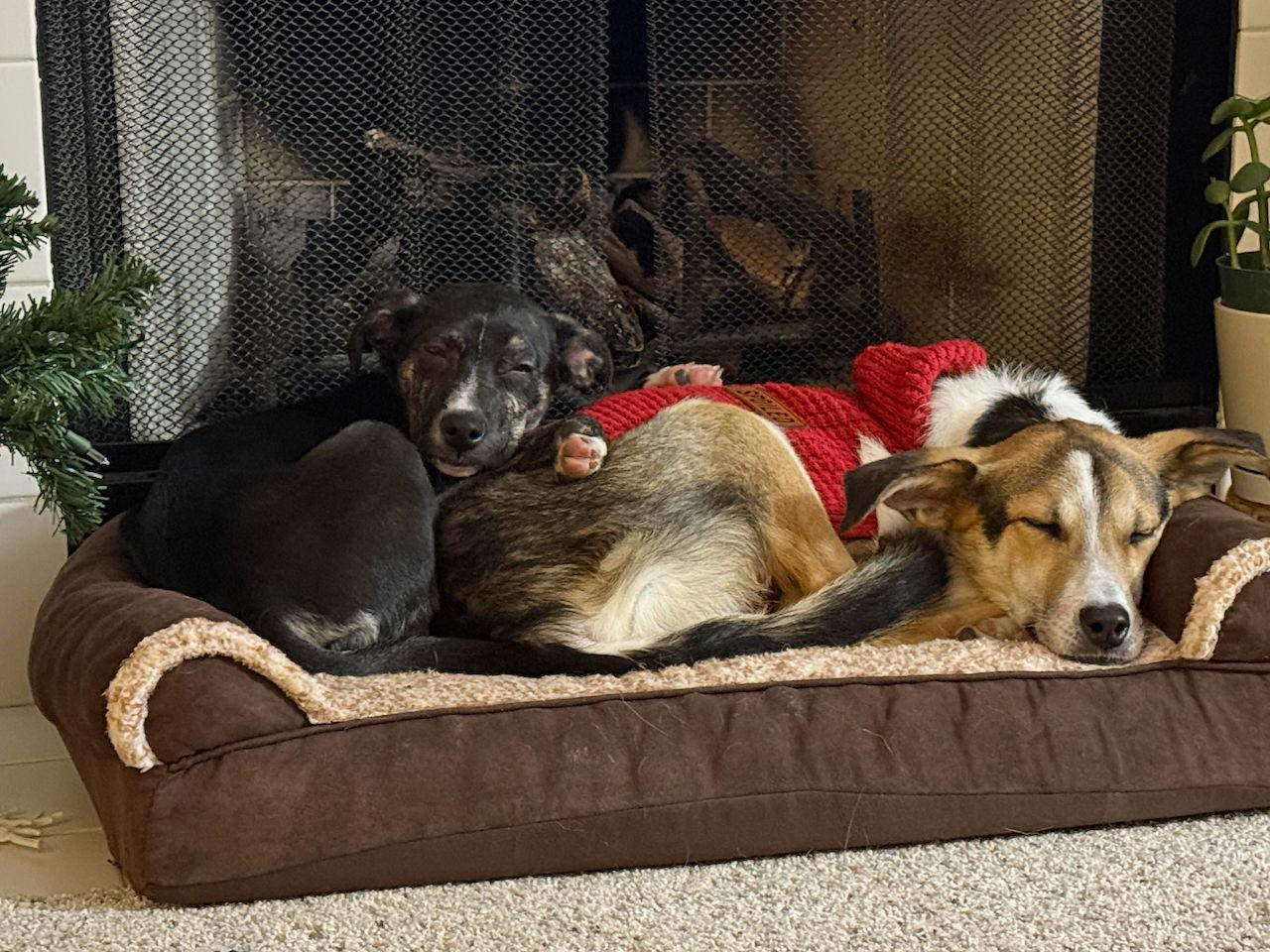 NEELY, Adoptable, Puppy Female Border Collie & Labrador Retriever.