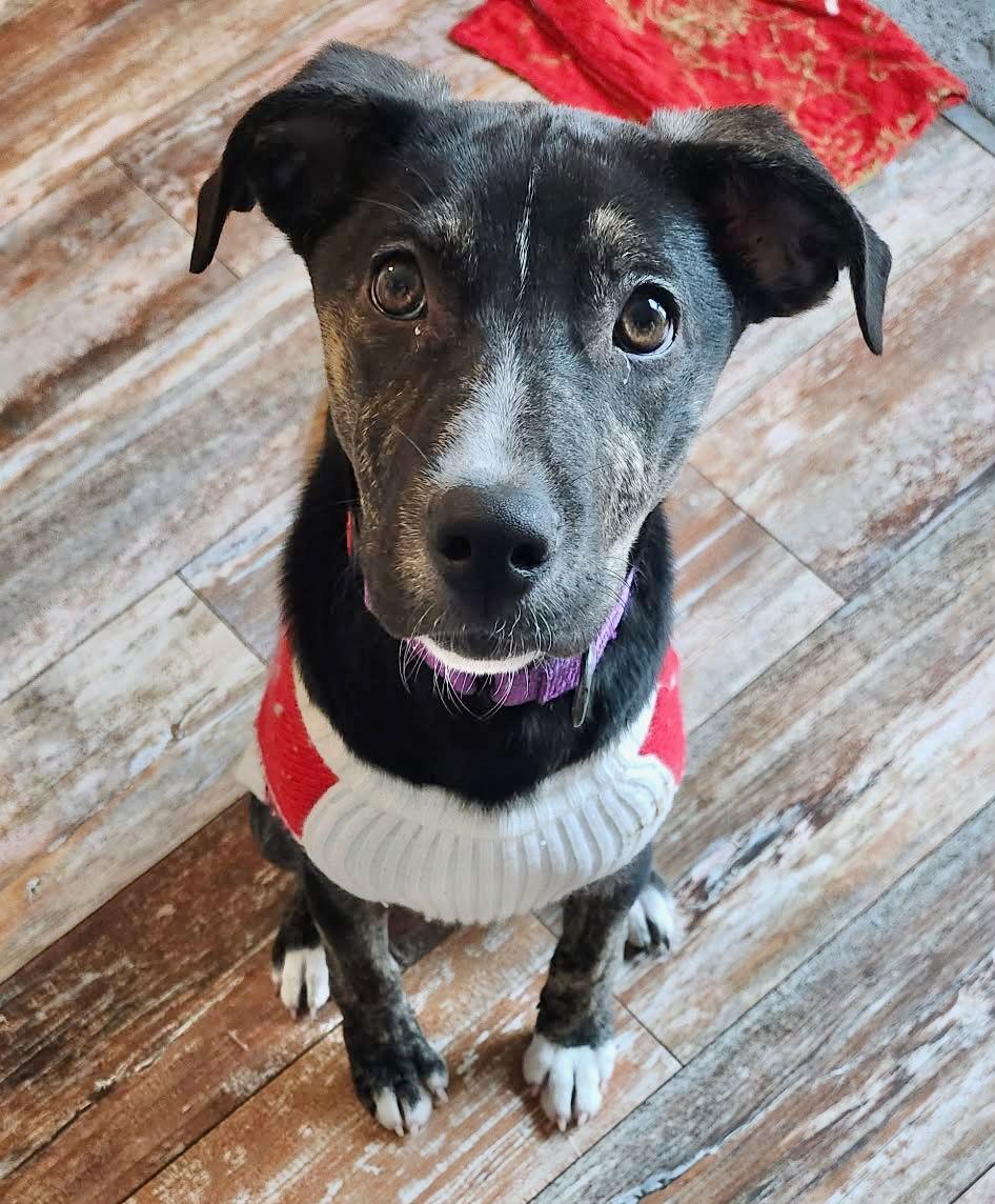 NEELY, Adoptable, Puppy Female Border Collie & Labrador Retriever.