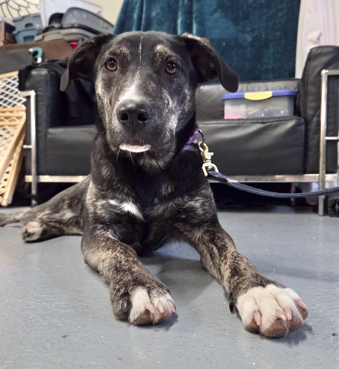 NEELY, Adoptable, Puppy Female Border Collie & Labrador Retriever.