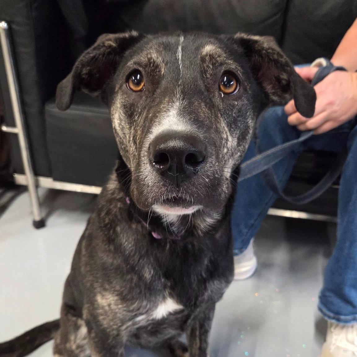 Enlarge NEELY, a Adoptable mixed breed in GILBERTS, IL image 2/3