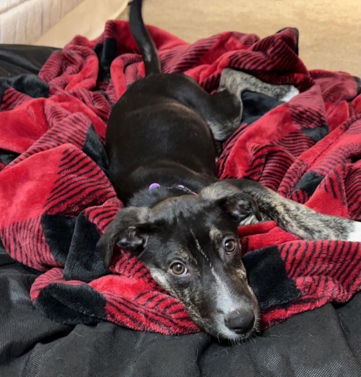NEELY, a Adoptable mixed breed in GILBERTS, IL image 2/3