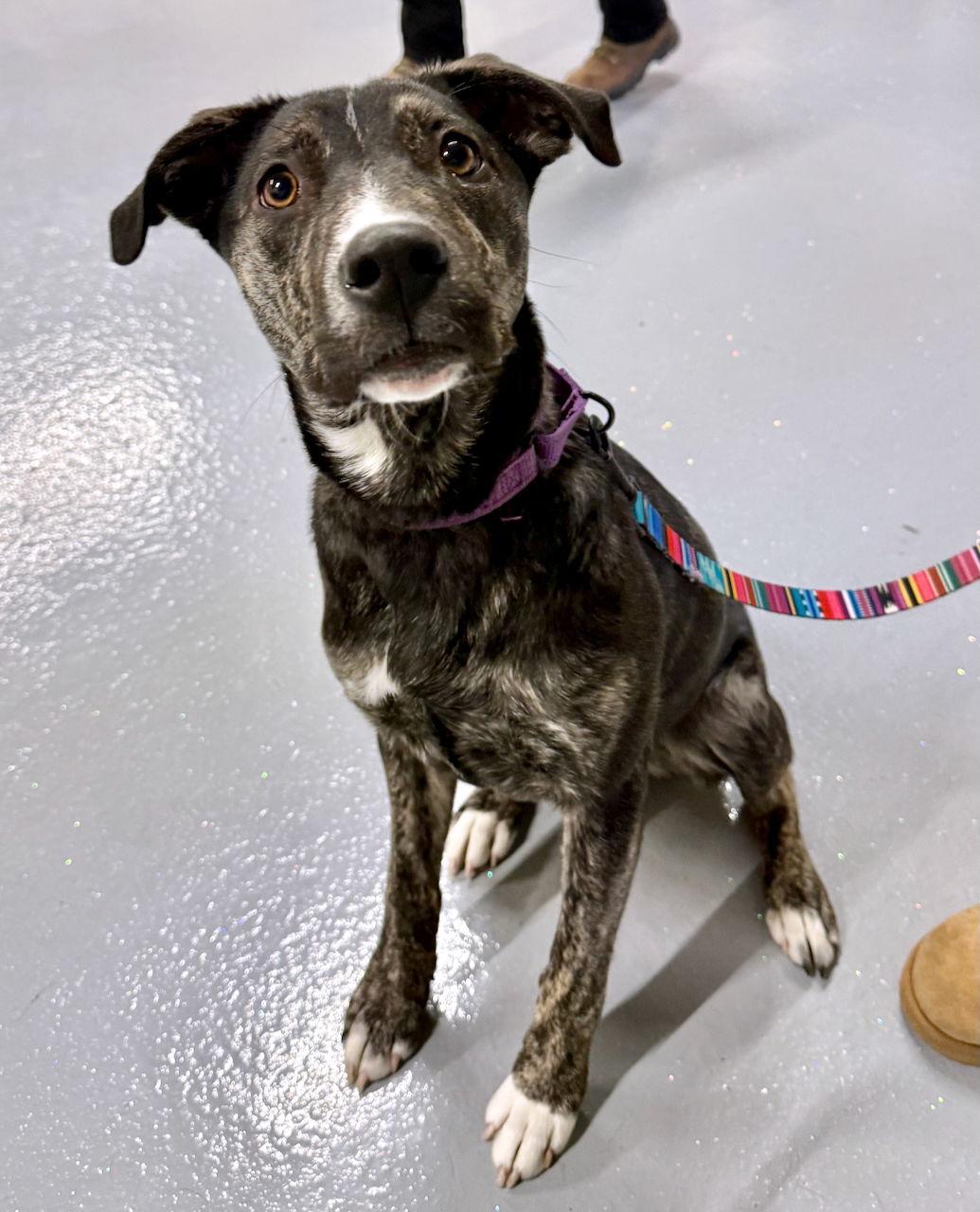 NEELY, Adoptable, Young Female Border Collie & Labrador Retriever.