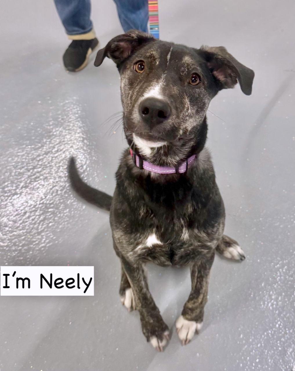 Enlarge NEELY, a Adoptable mixed breed in GILBERTS, IL image 3/3