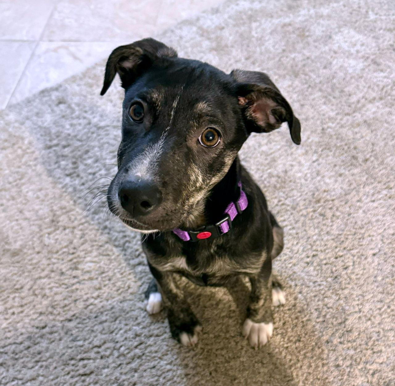NEELY, a Adoptable mixed breed in GILBERTS, IL image 3/3