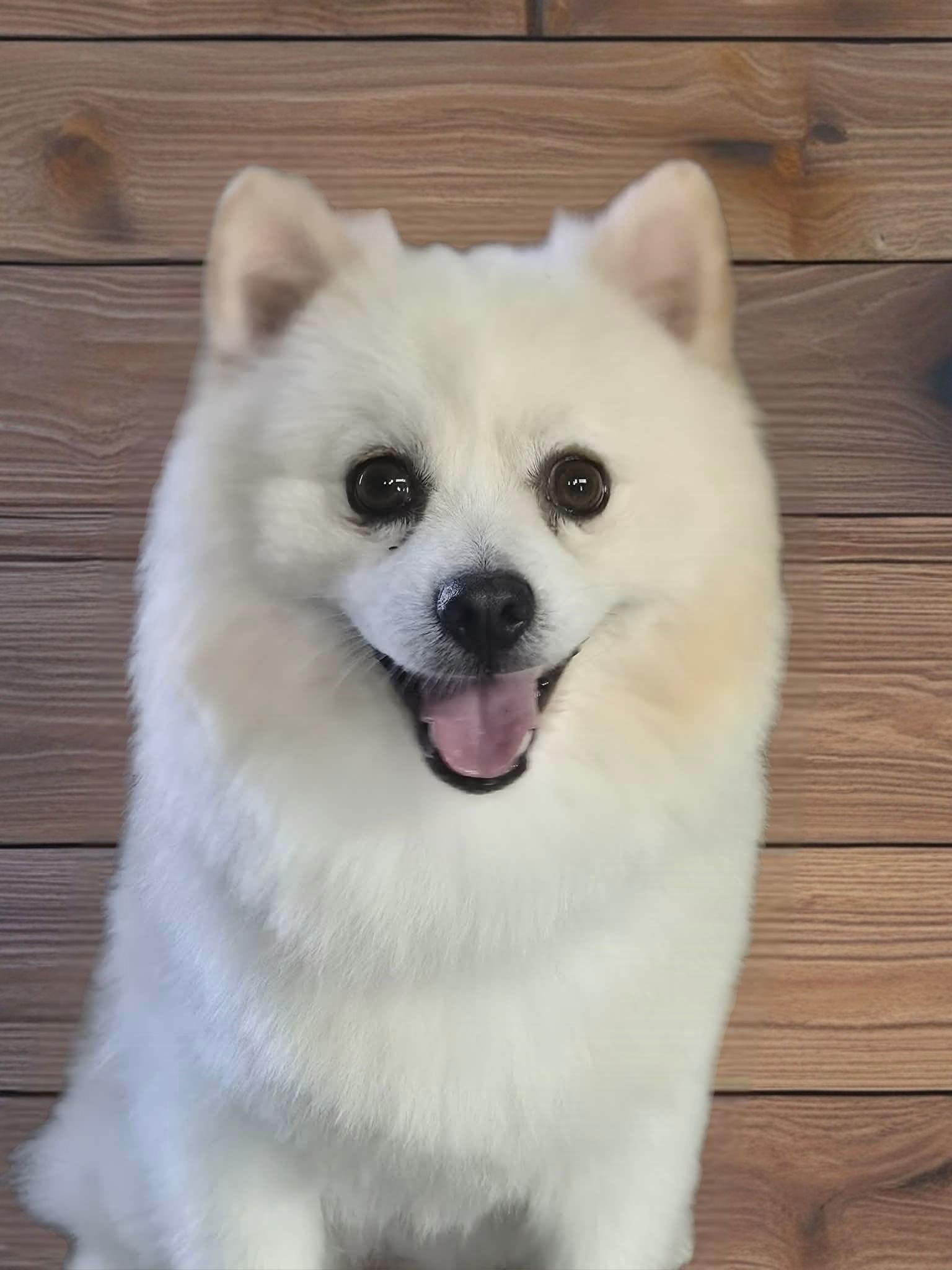 Simba, Adopted, Adult Male Pomeranian.