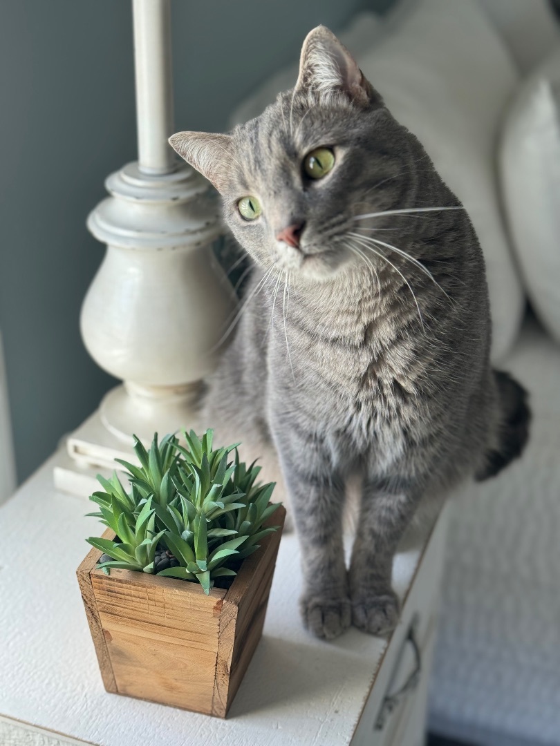 Enlarge Sport, a Adoptable mixed breed in Valdosta, GA image 7/15