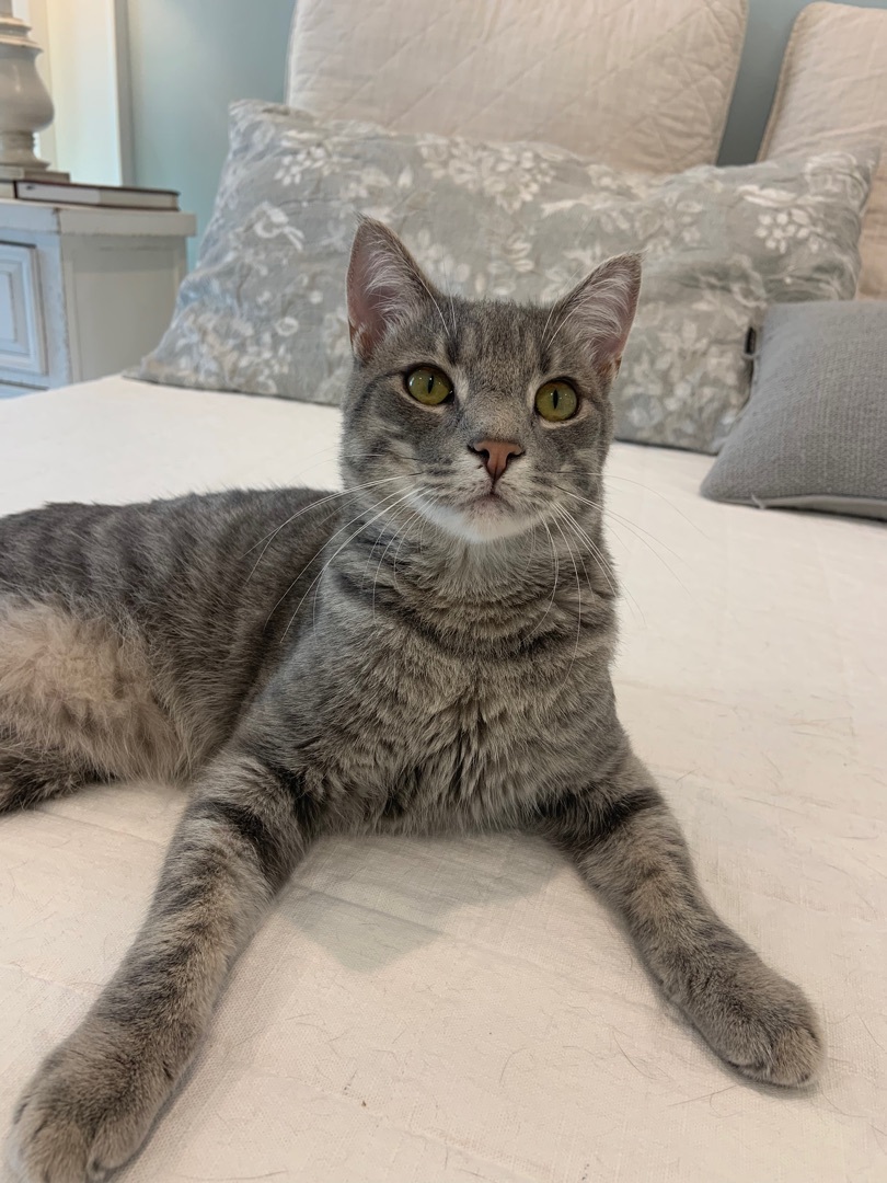 Enlarge Sport, a Adoptable mixed breed in Valdosta, GA image 8/15