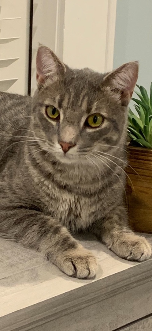 Enlarge Sport, a Adoptable mixed breed in Valdosta, GA image 9/15