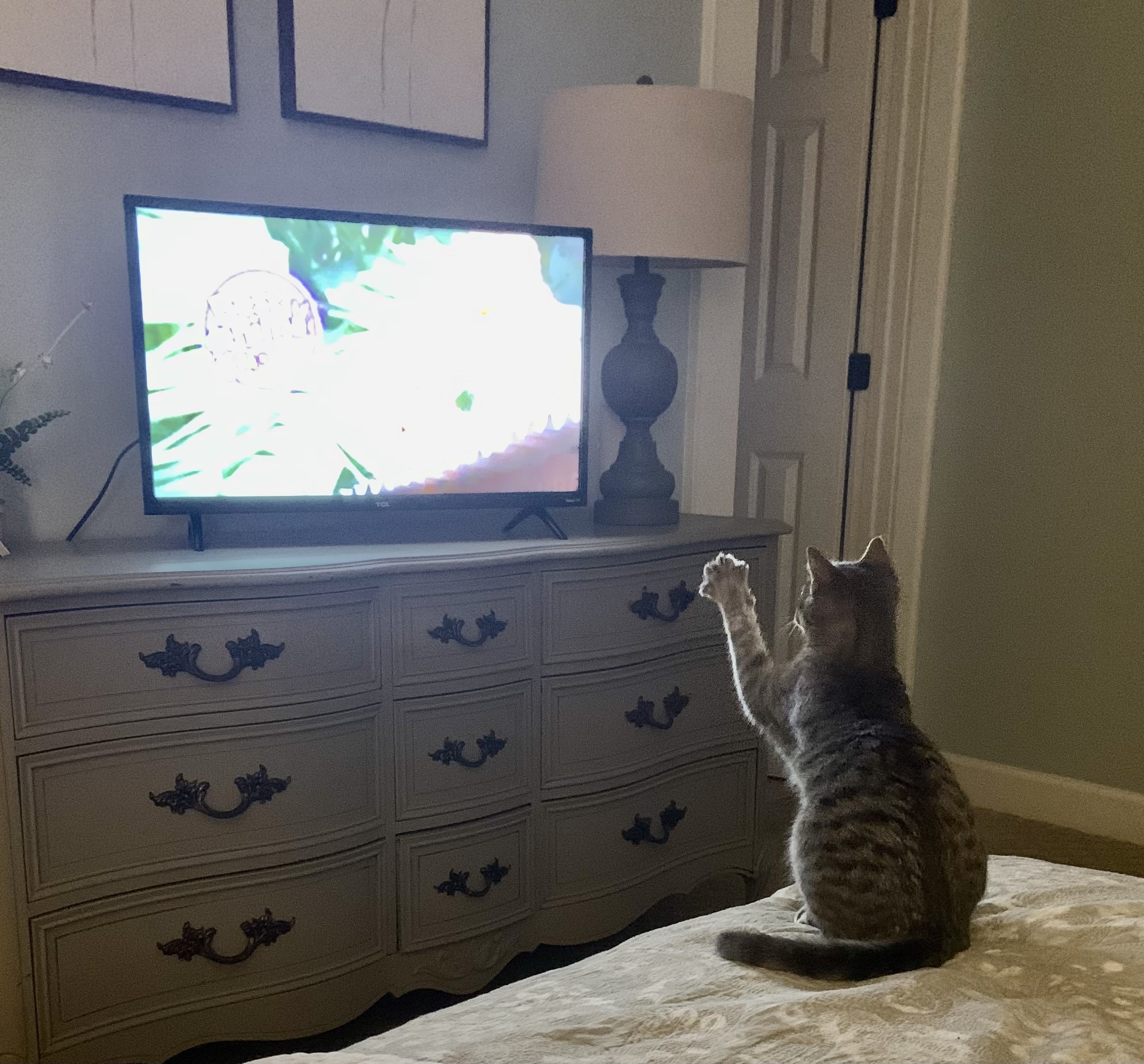 Enlarge Sport, a Adoptable mixed breed in Valdosta, GA image 11/15