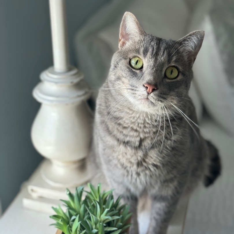 Enlarge Sport, a Adoptable mixed breed in Valdosta, GA image 13/15