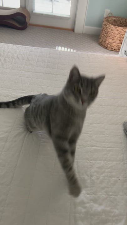 Enlarge Sport, a Adoptable mixed breed in Valdosta, GA video 15/15