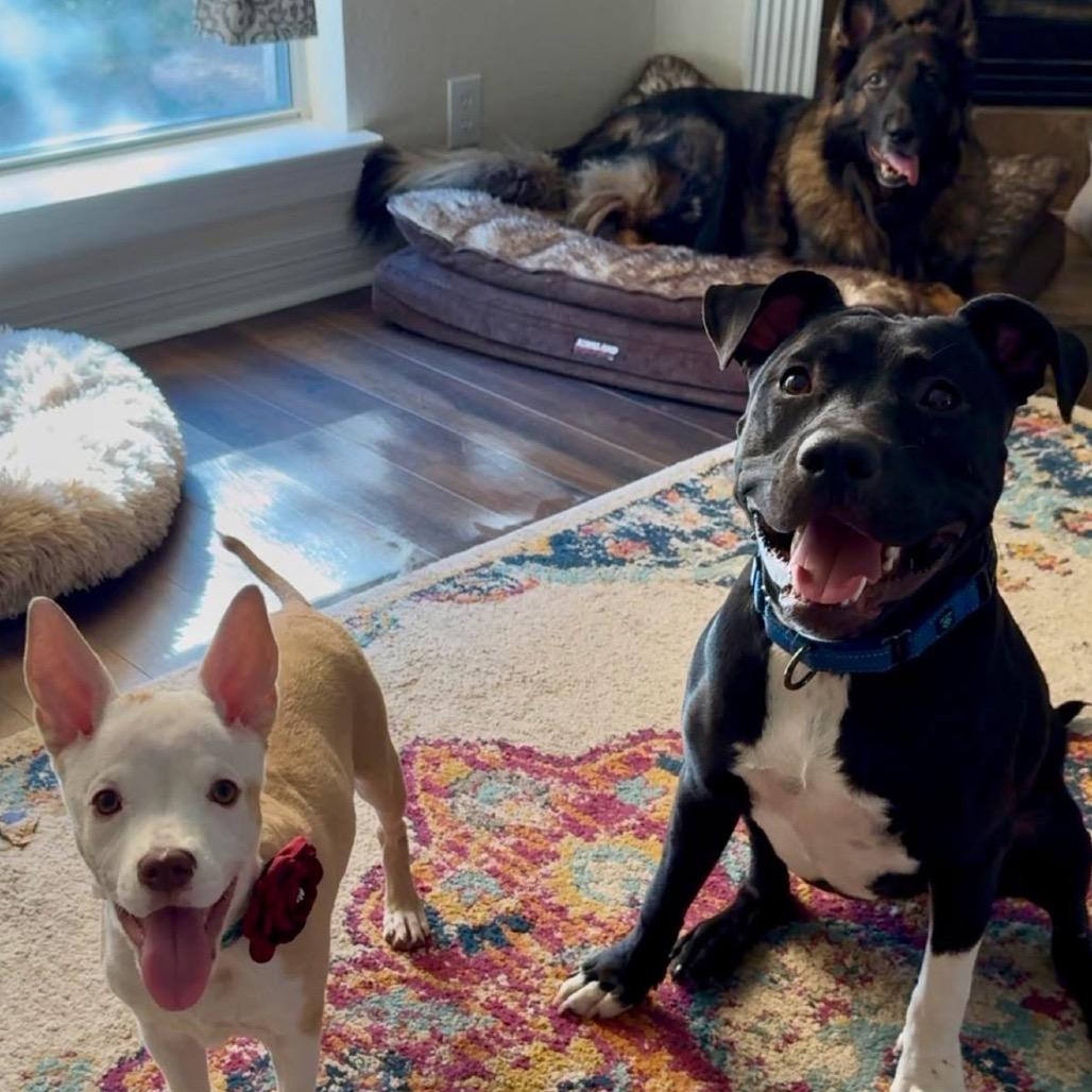 Enlarge Belle, a Adoptable mixed breed in Albany , NY image 1/6