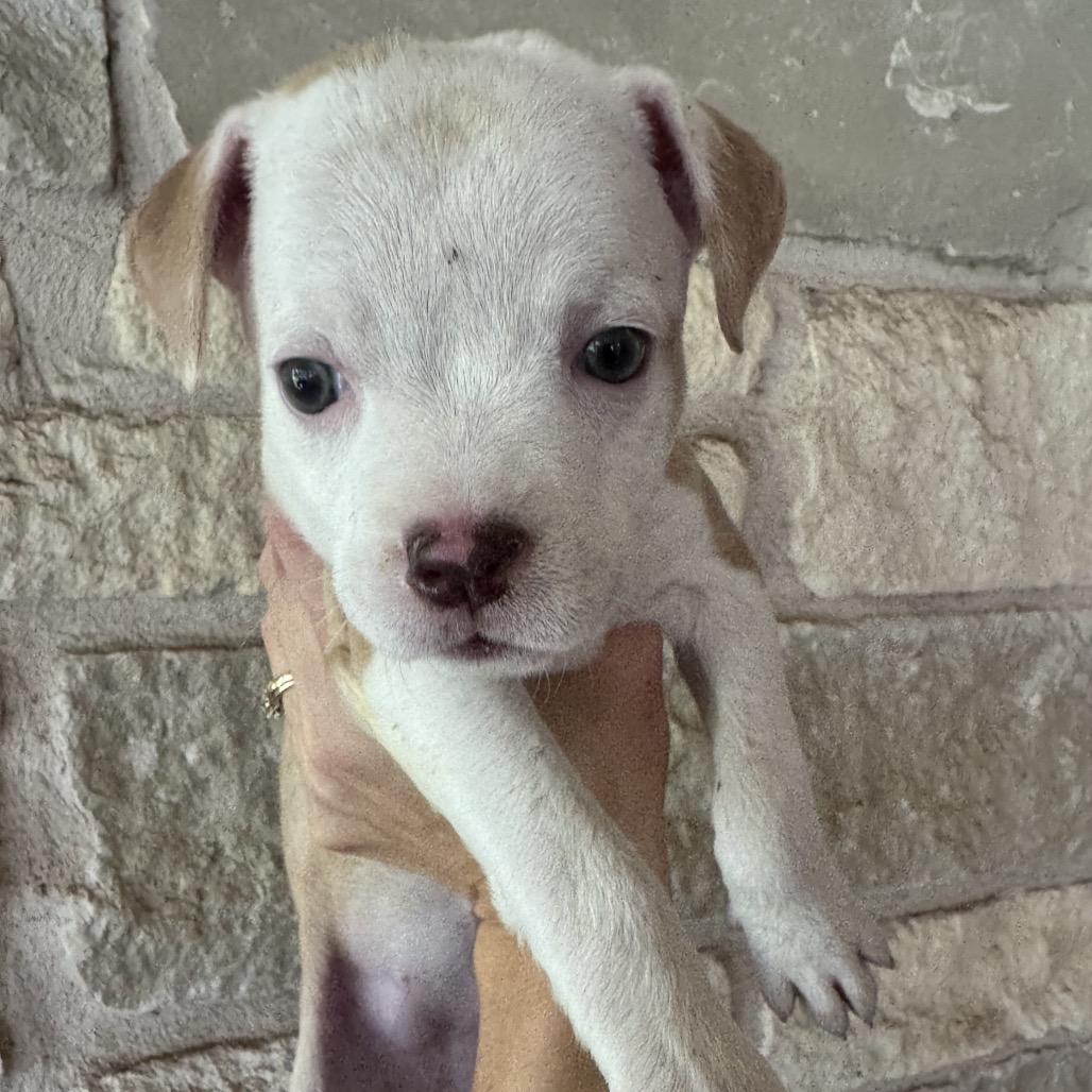 Enlarge Belle, a Adoptable mixed breed in Albany , NY image 2/6