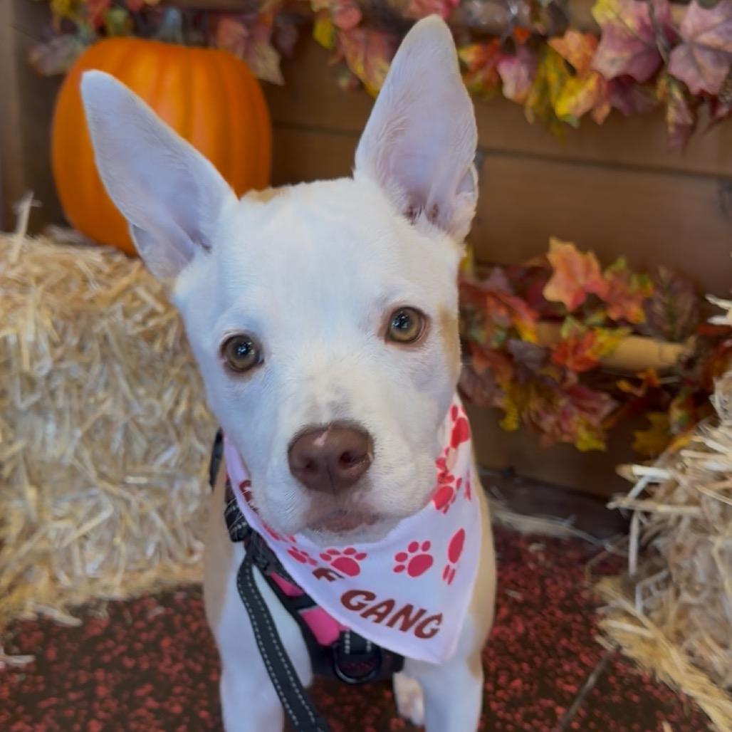 Enlarge Belle, a Adoptable mixed breed in Albany , NY image 3/6