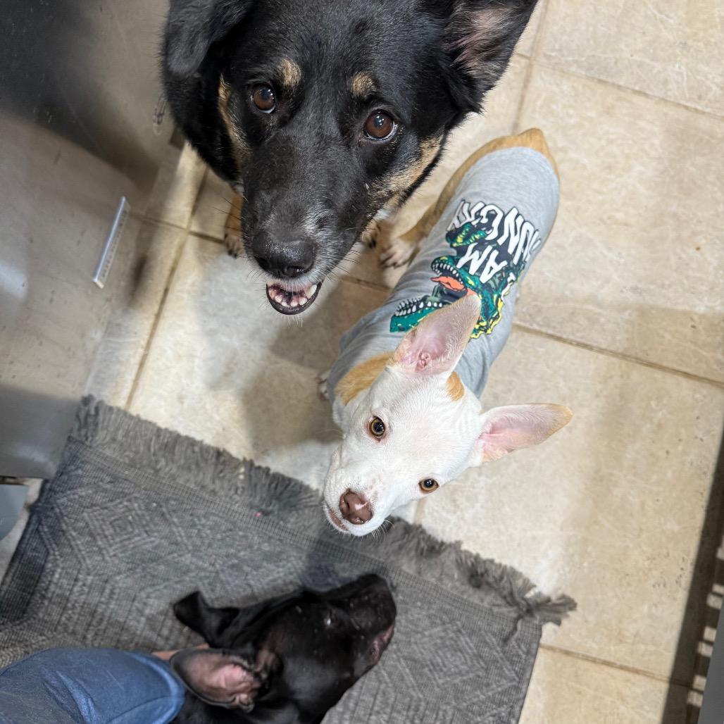 Enlarge Belle, a Adoptable mixed breed in Albany , NY image 4/6