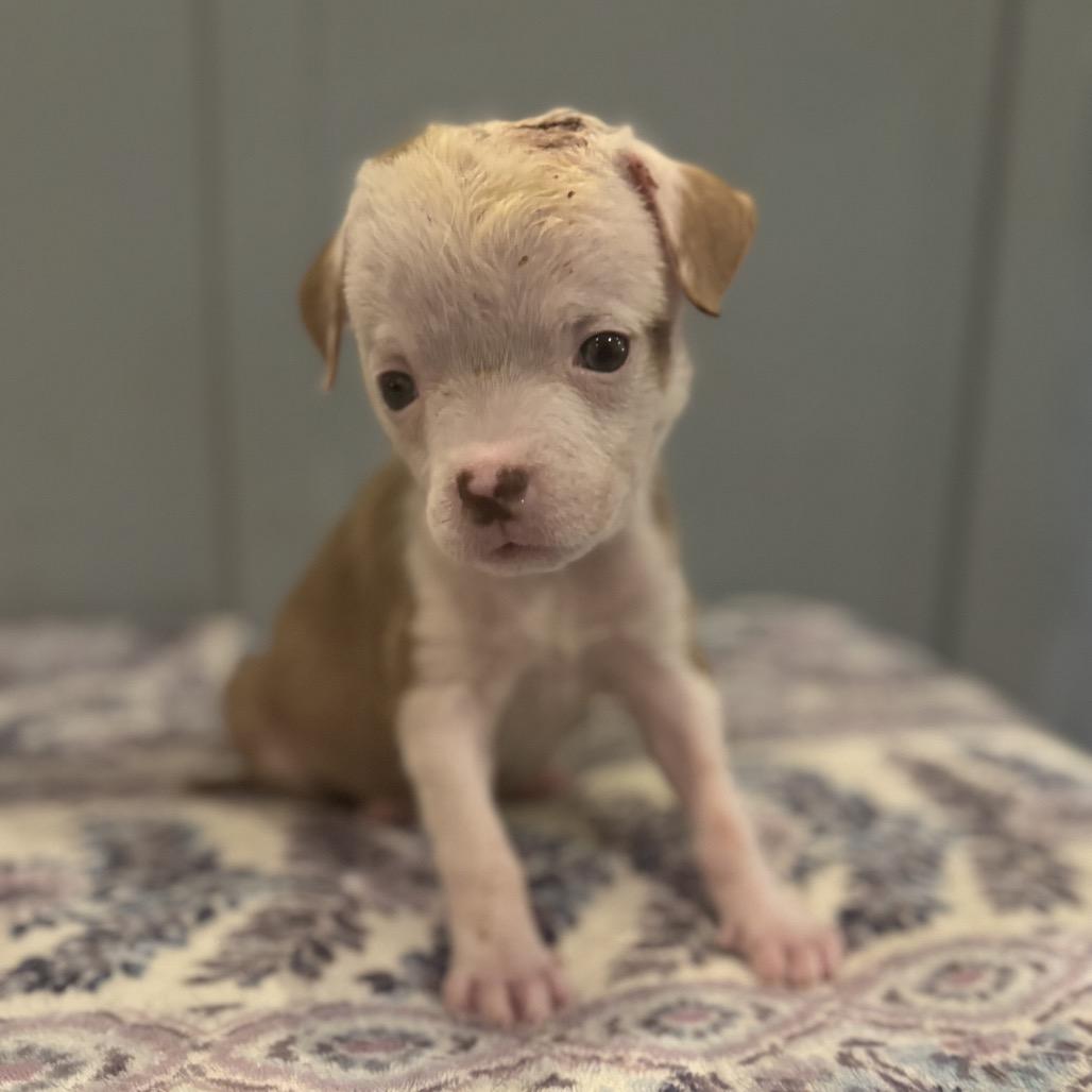 Enlarge Belle, a Adoptable mixed breed in Albany , NY image 5/6