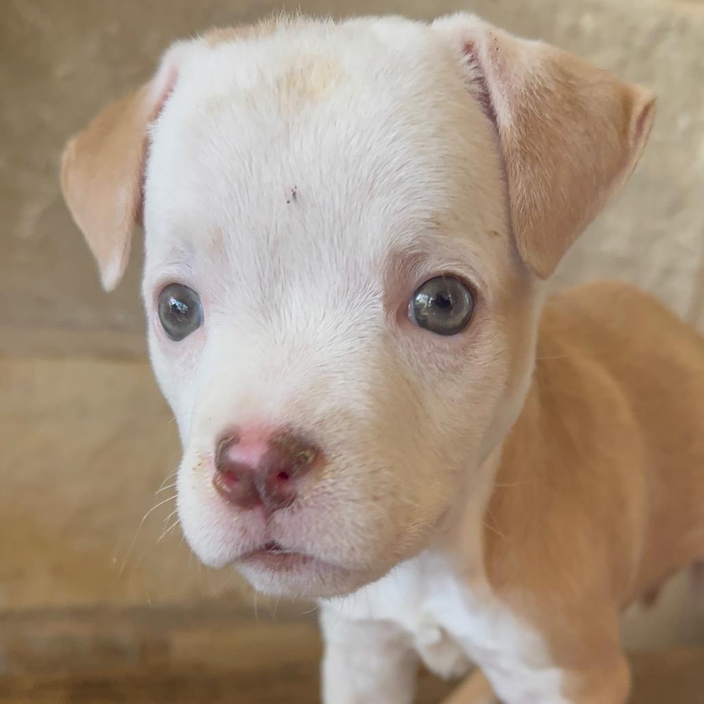 Enlarge Belle, a Adoptable mixed breed in Albany , NY image 6/6