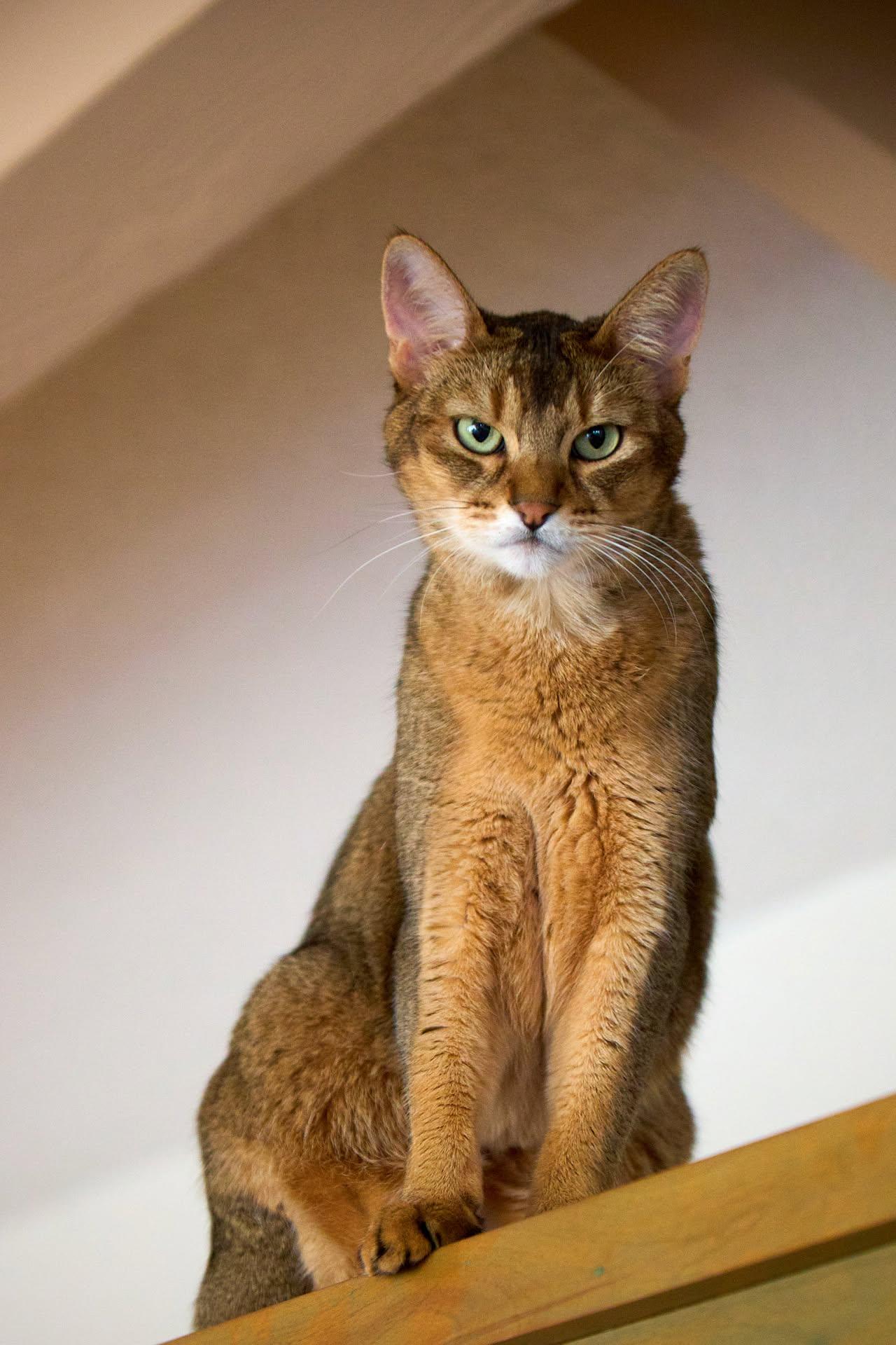 Enlarge Harley, a ADOPTABLE Abyssinian in Whittier, CA image 2/2
