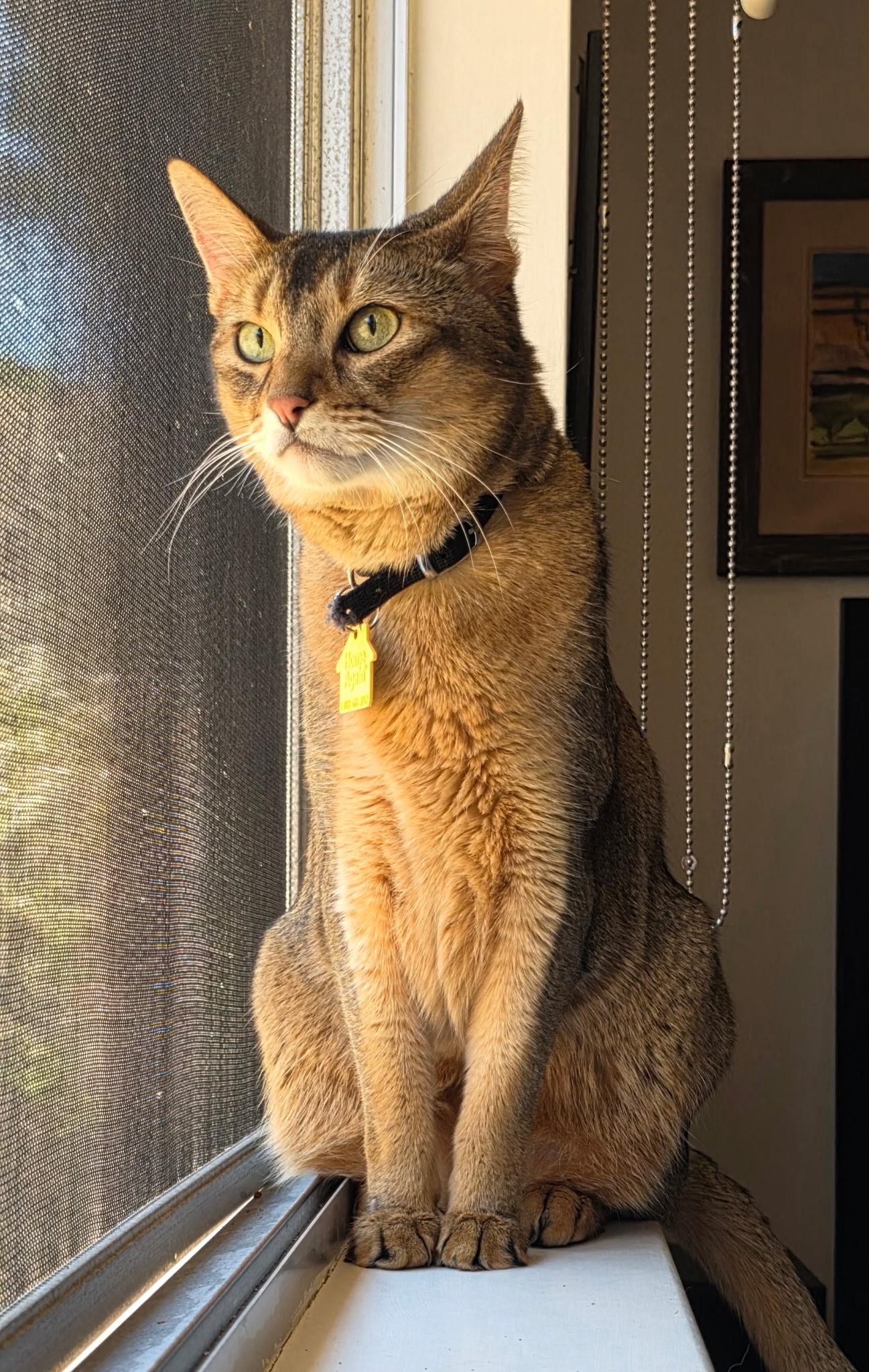 Harley, ADOPTABLE, Adult Male Abyssinian.