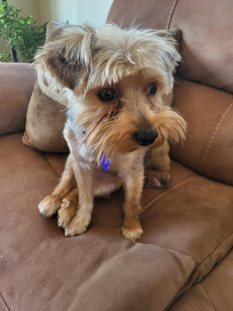 Dixie, Adoptable, Young Female Yorkshire Terrier.