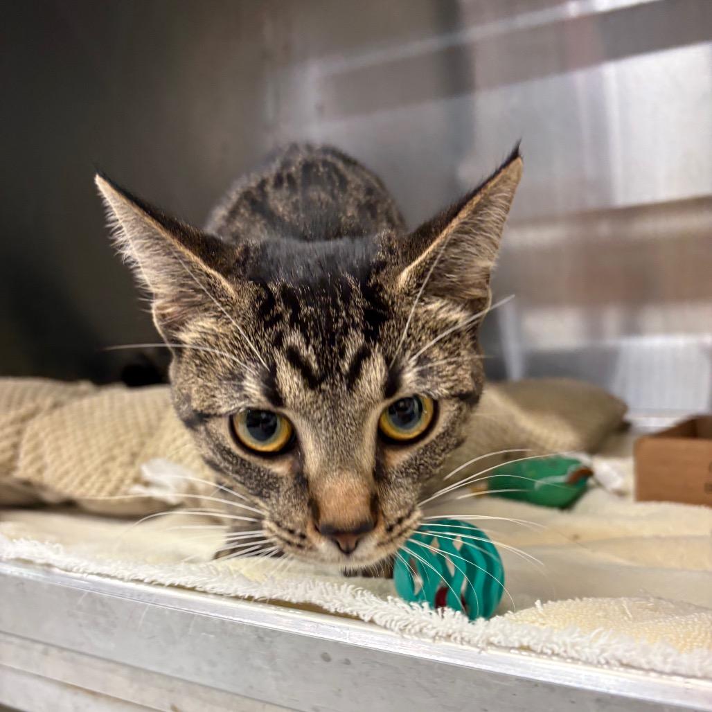 Leap — thumbnail 2