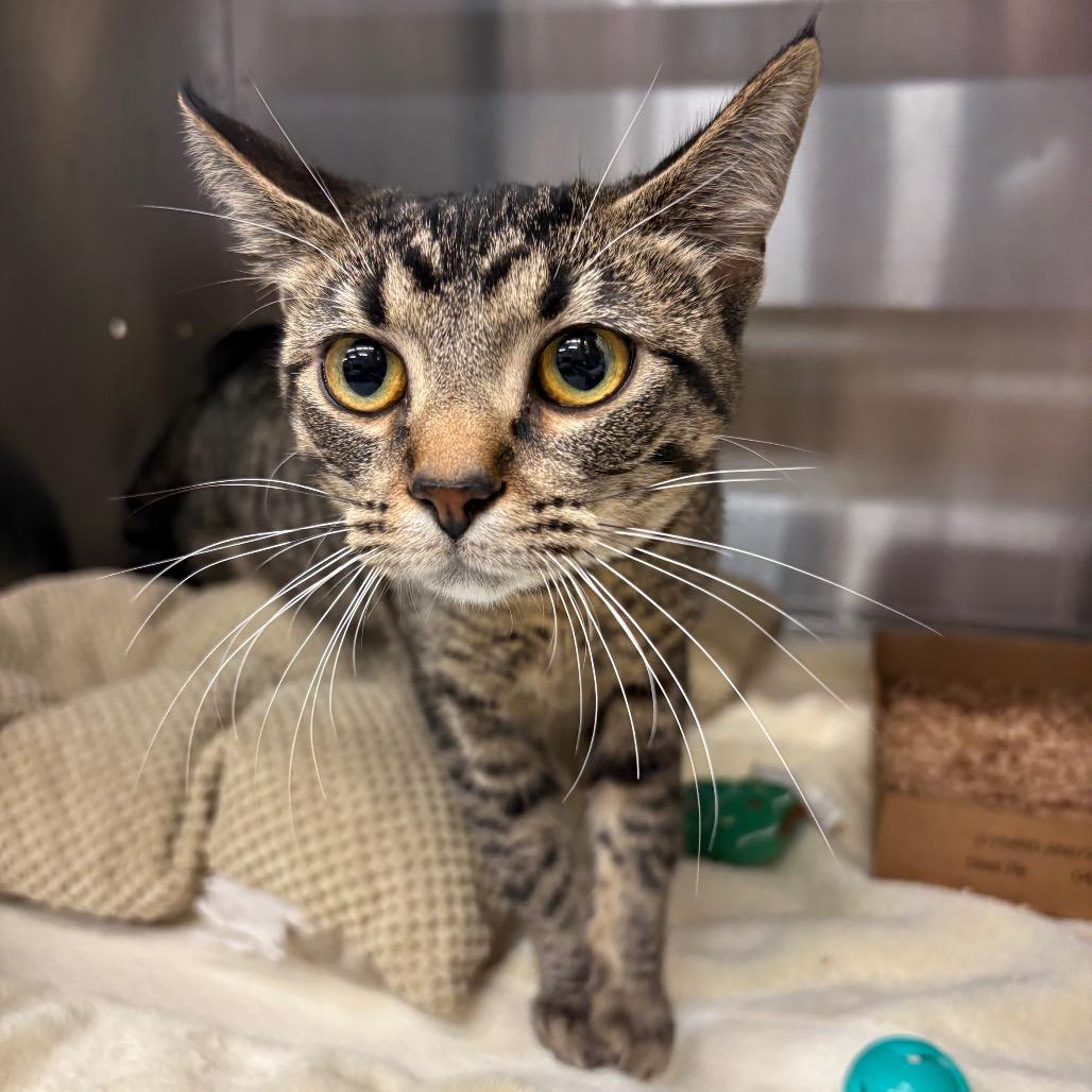 Leap — thumbnail 3