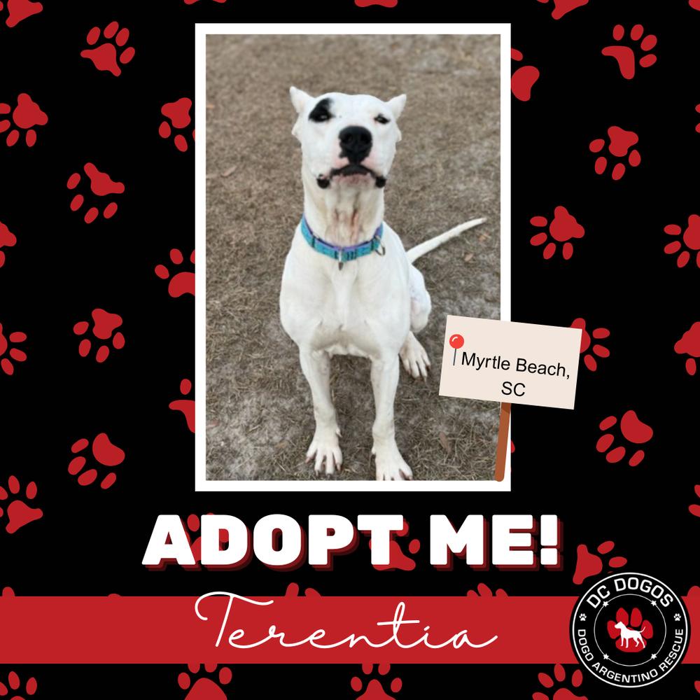 Tia, ADOPTABLE, Adult Female Dogo Argentino.