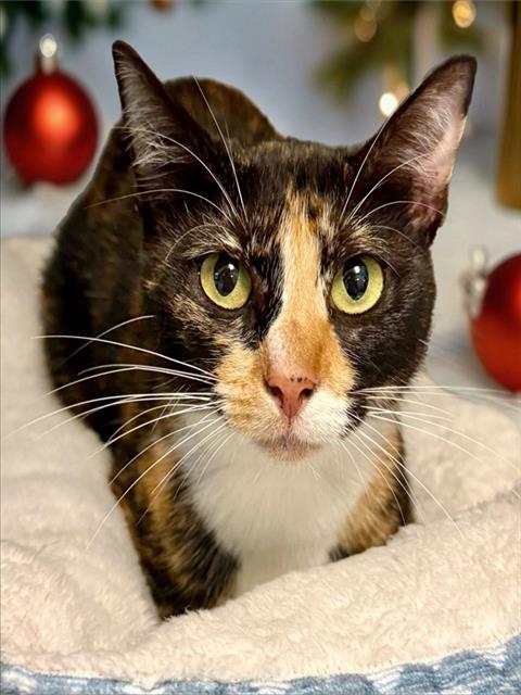 Enlarge SYCAMORE, a Adoptable Domestic Short Hair in Sarasota, FL image 1/1