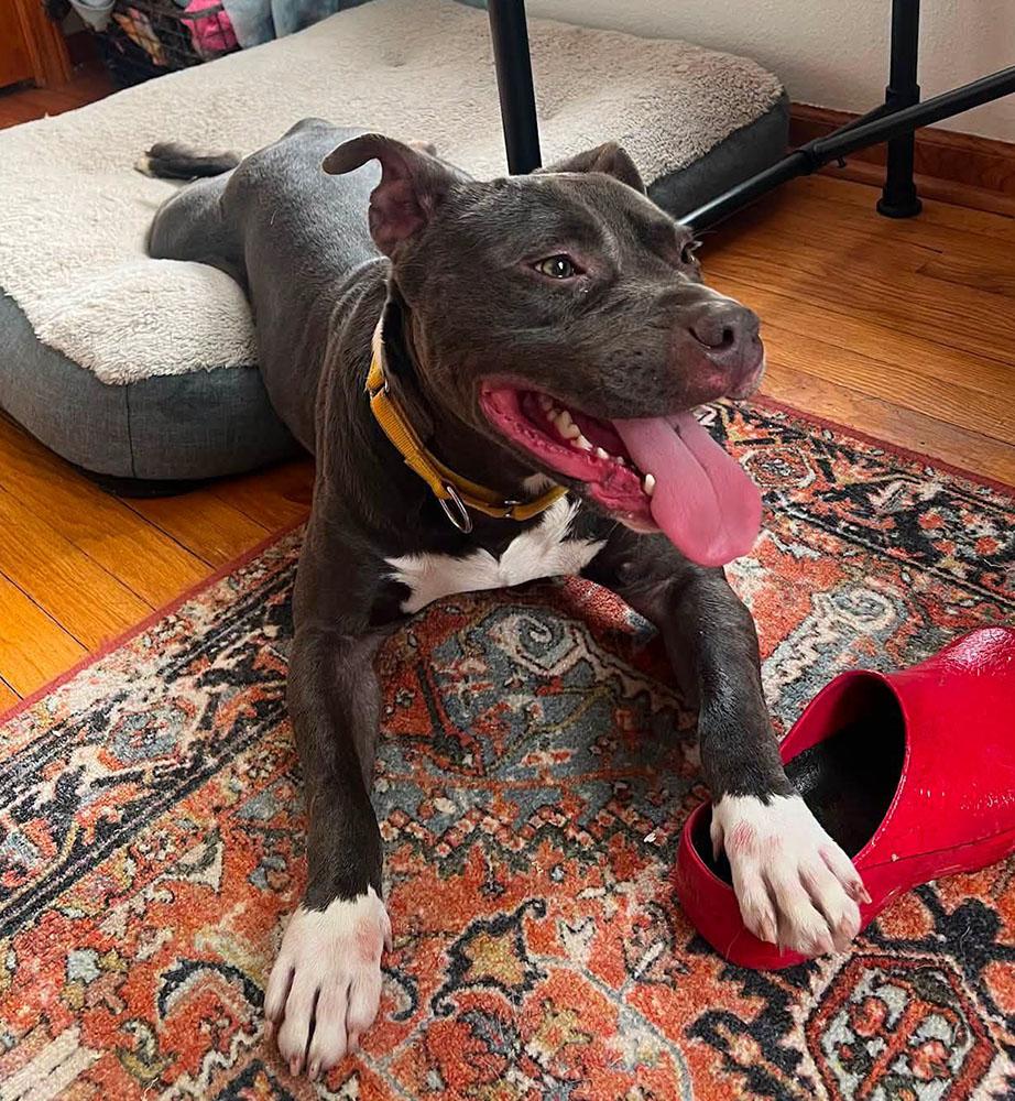Enlarge Georgie (AO36649), a ADOPTABLE mixed breed in Kansas City, KS image 6/6