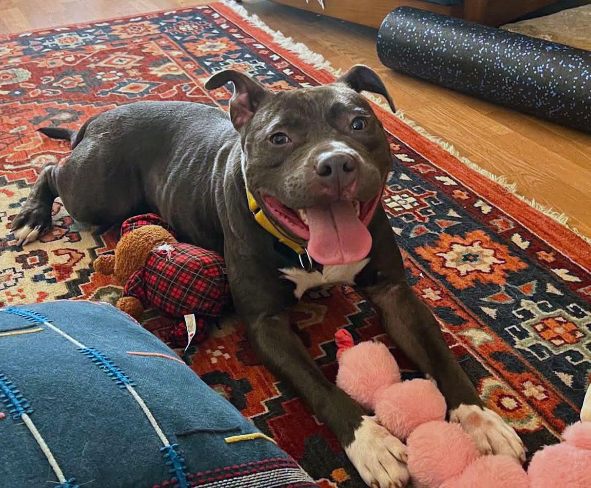Enlarge Georgie (AO36649), a ADOPTABLE mixed breed in Kansas City, KS image 2/6