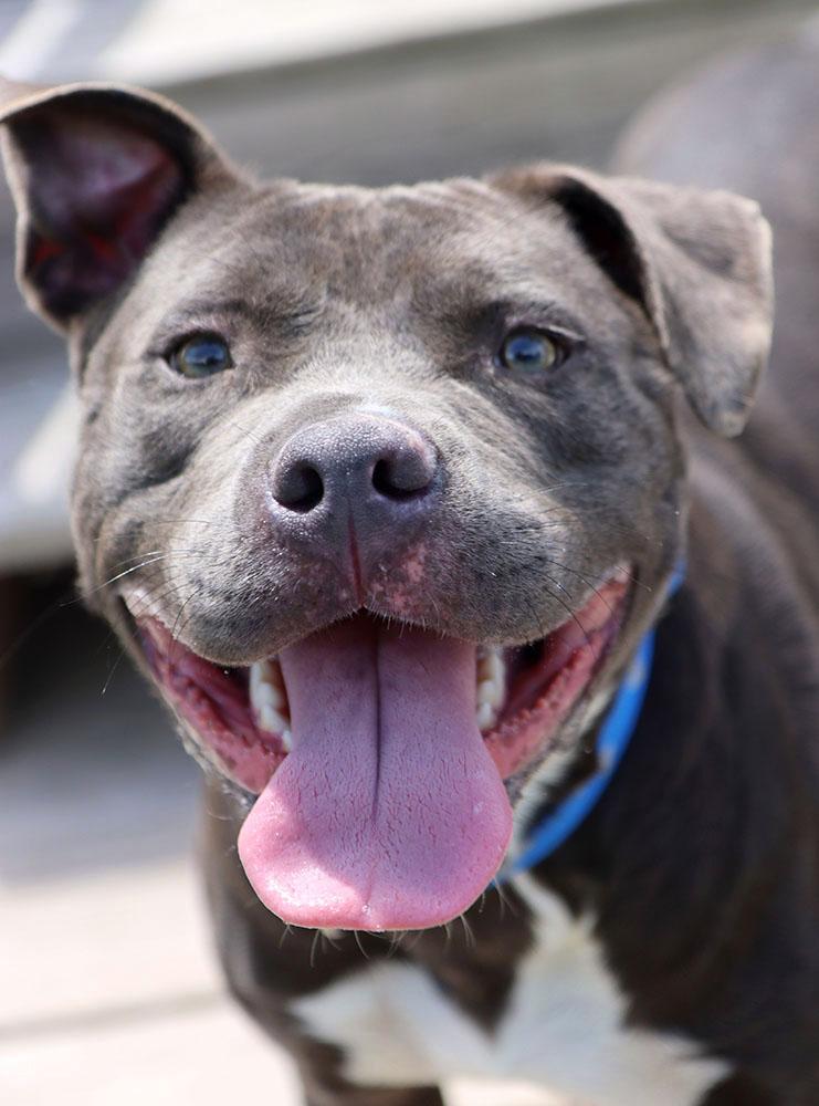Georgie (AO36649), ADOPTABLE, Young Male Pit Bull Terrier.