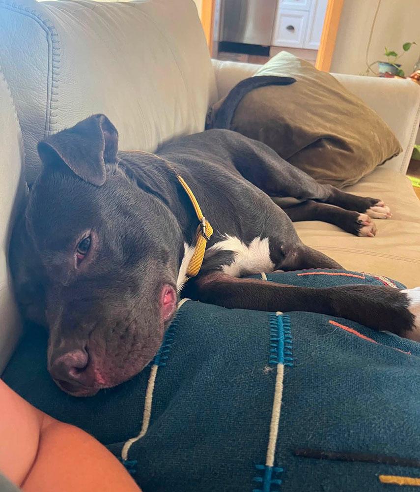 Enlarge Georgie (AO36649), a ADOPTABLE mixed breed in Kansas City, KS image 5/6