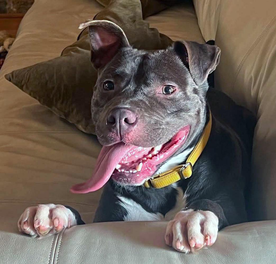 Georgie (AO36649), ADOPTABLE, Young Male Pit Bull Terrier.